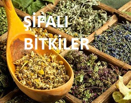 sifali-bitkiler.jpg